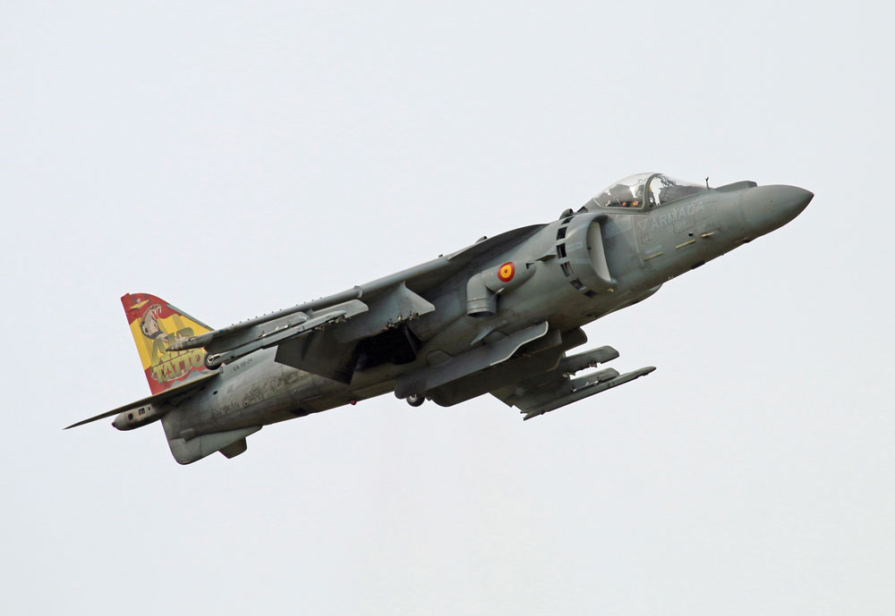 Spanish-Harrier-2.jpg